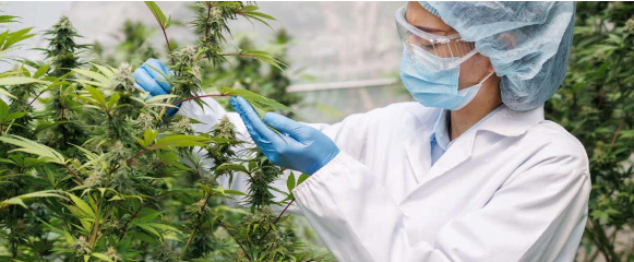 Consorcio de Cannabis - Primer Consorcio Nacional